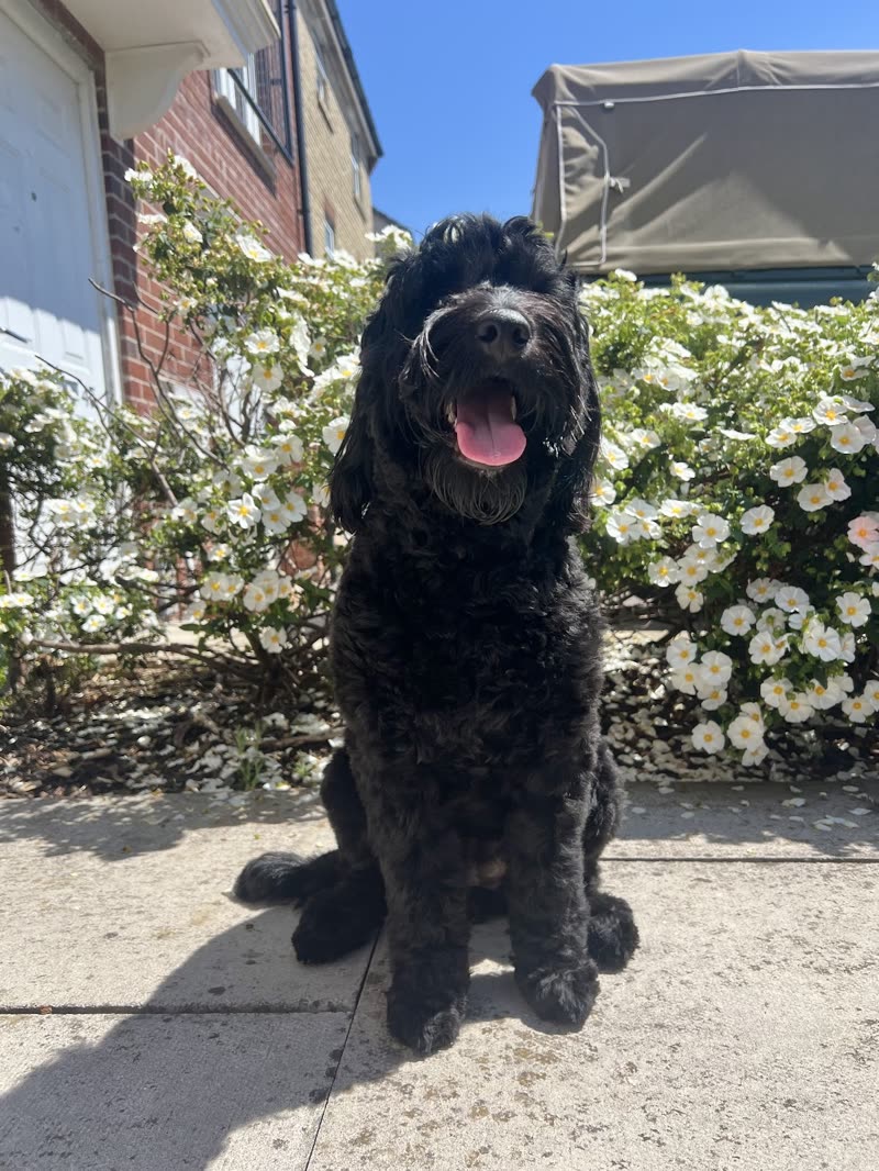 Black curly-coated doodle sitting outdoors in bright sun in front of white flowering shrubs