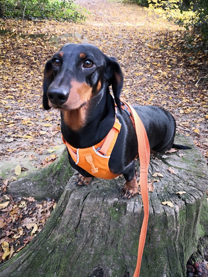 Black and tan dachshund in an orange harness standing on a tree stump on an autumn woodland path