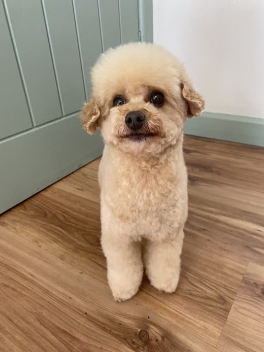 Cream toy poodle with a freshly scissored round face sitting on a wooden floor