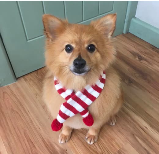 Fluffy orange Pomeranian in a red and white striped scarf after a full groom