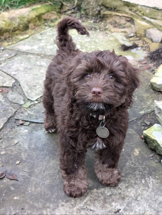 Chocolate cockapoo puppy standing outside on a mossy stone path, tail up